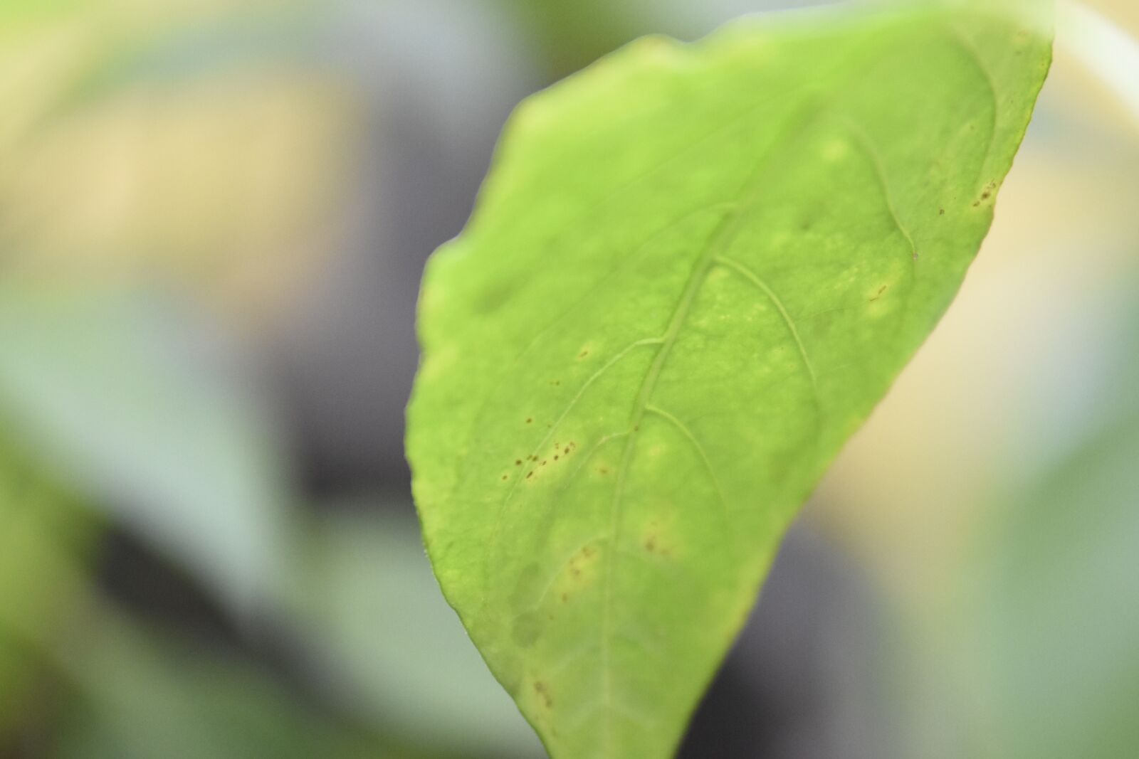 Nikon D7200 sample photo. Leaf, nature, paprika photography