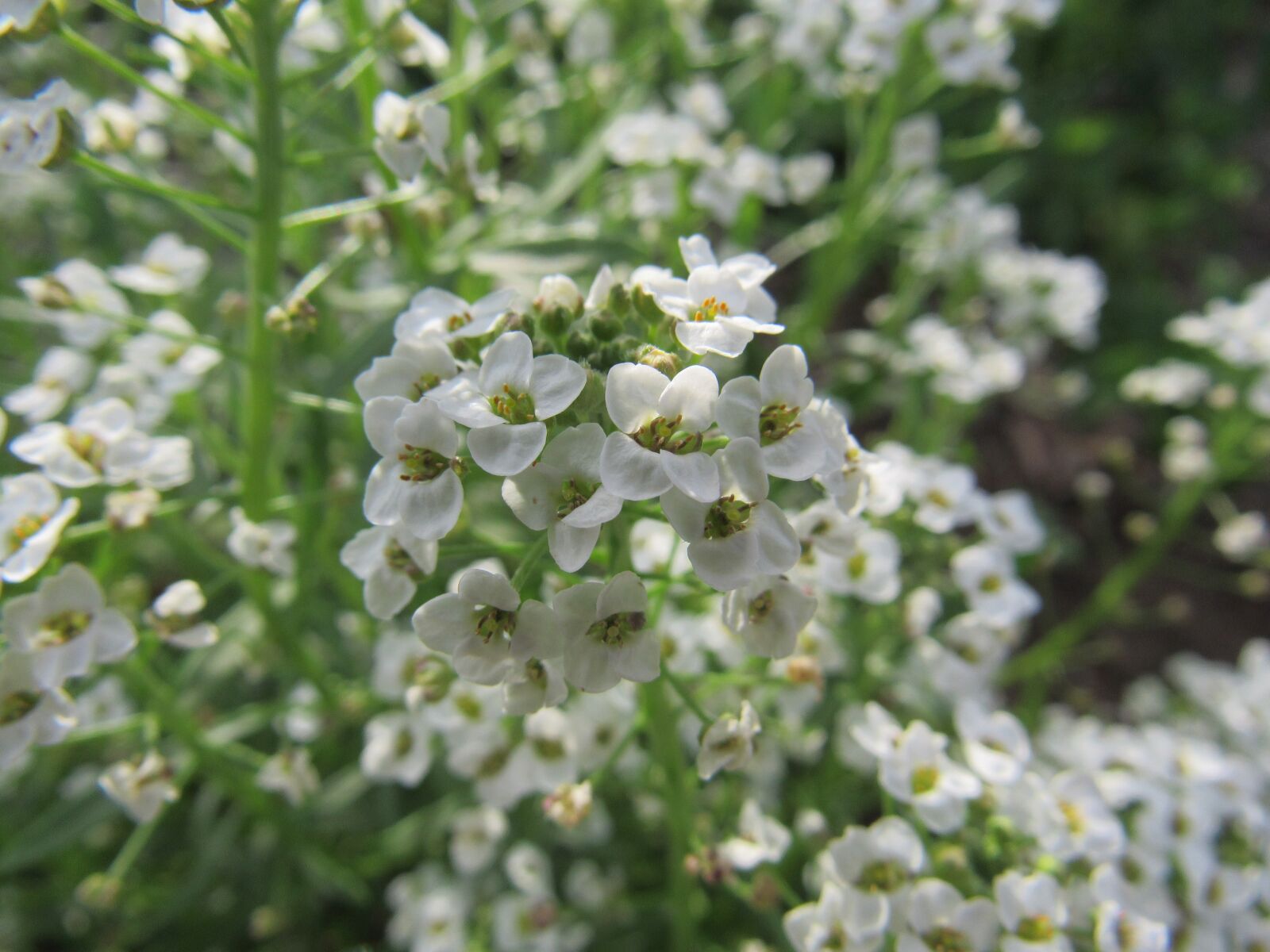 Canon PowerShot SX530 HS sample photo. Flower, white, alyssum photography