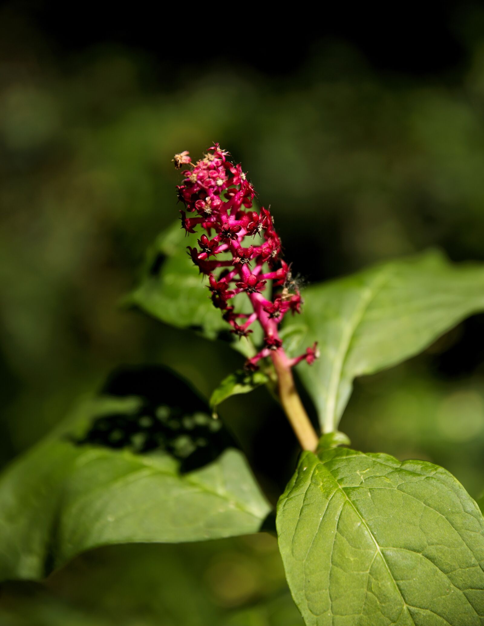 Canon EOS 6D sample photo. Nature, flower, green photography