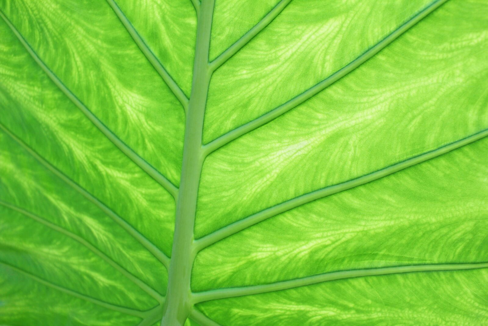 Canon EOS 700D (EOS Rebel T5i / EOS Kiss X7i) sample photo. Green, bright, digital photography