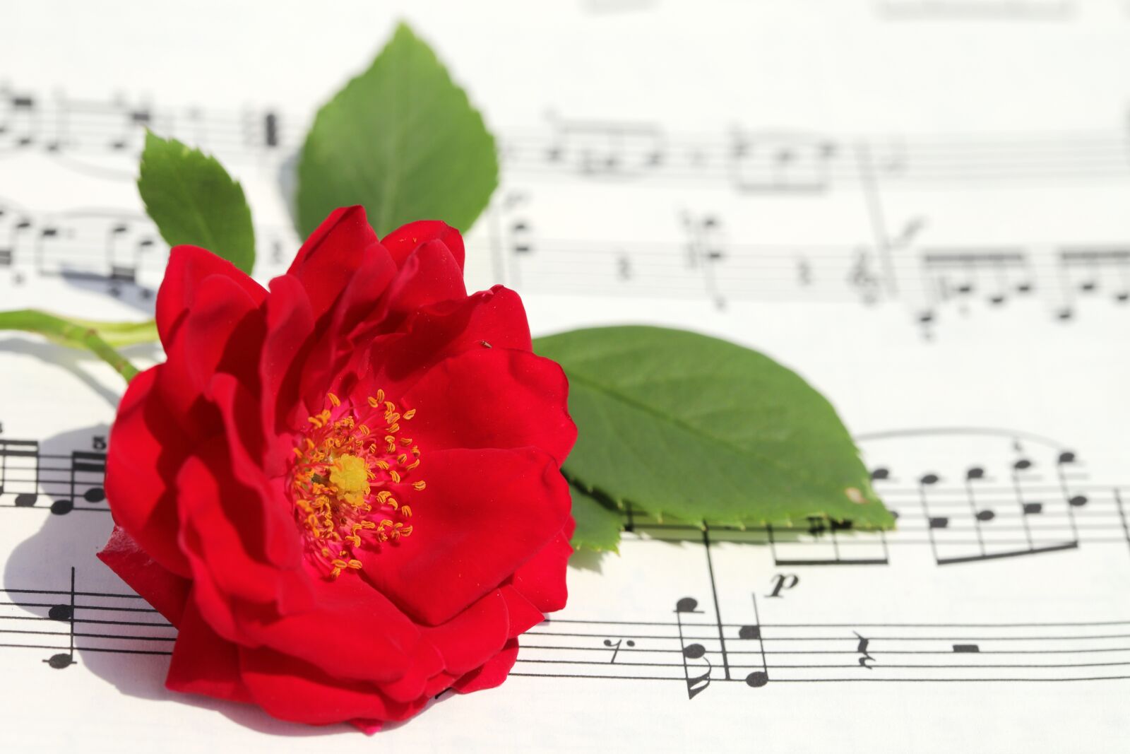 Canon EOS 6D Mark II sample photo. Rose, roses flowers, romantic photography