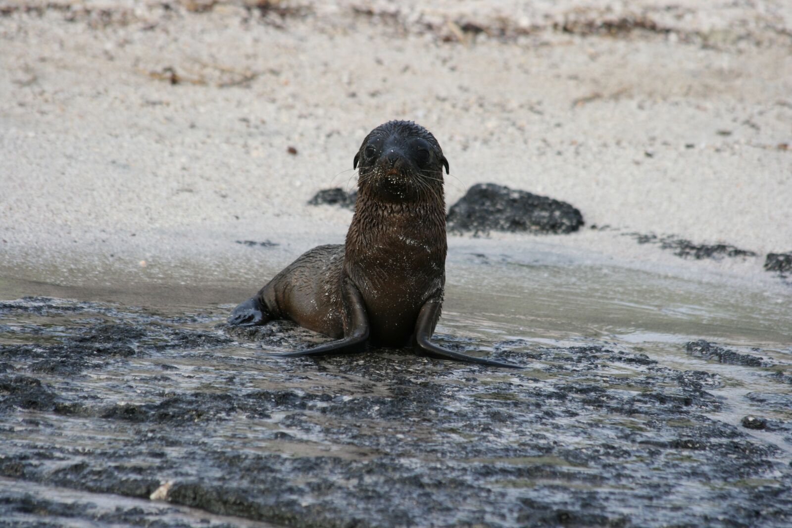 Canon EOS 400D (EOS Digital Rebel XTi / EOS Kiss Digital X) sample photo. Sealion, baby, galapagos photography