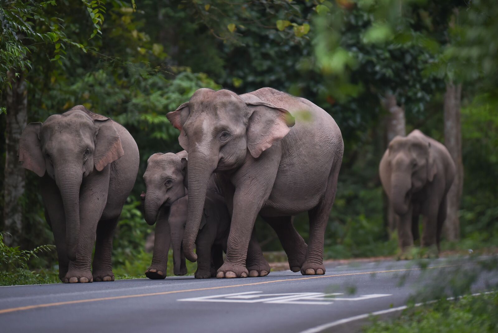 Nikon D4S sample photo. Elephant, animal, nature photography