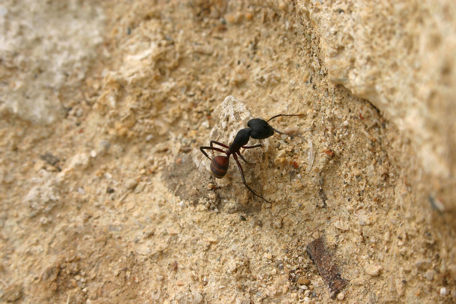 Canon EOS 300D (EOS Digital Rebel / EOS Kiss Digital) sample photo. Ant, sand, nature photography