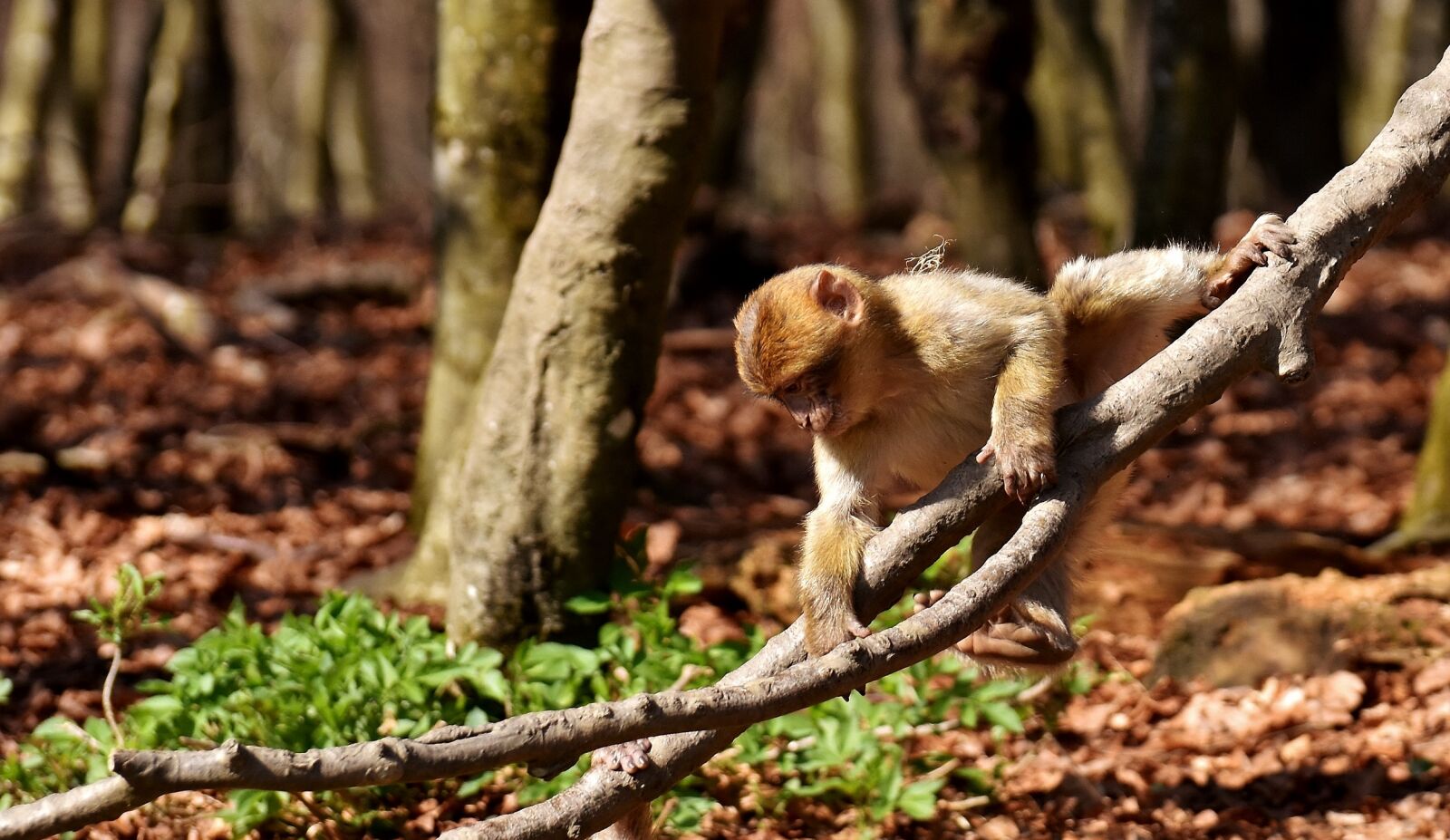 Nikon D7200 sample photo. Barbary ape, play, cute photography