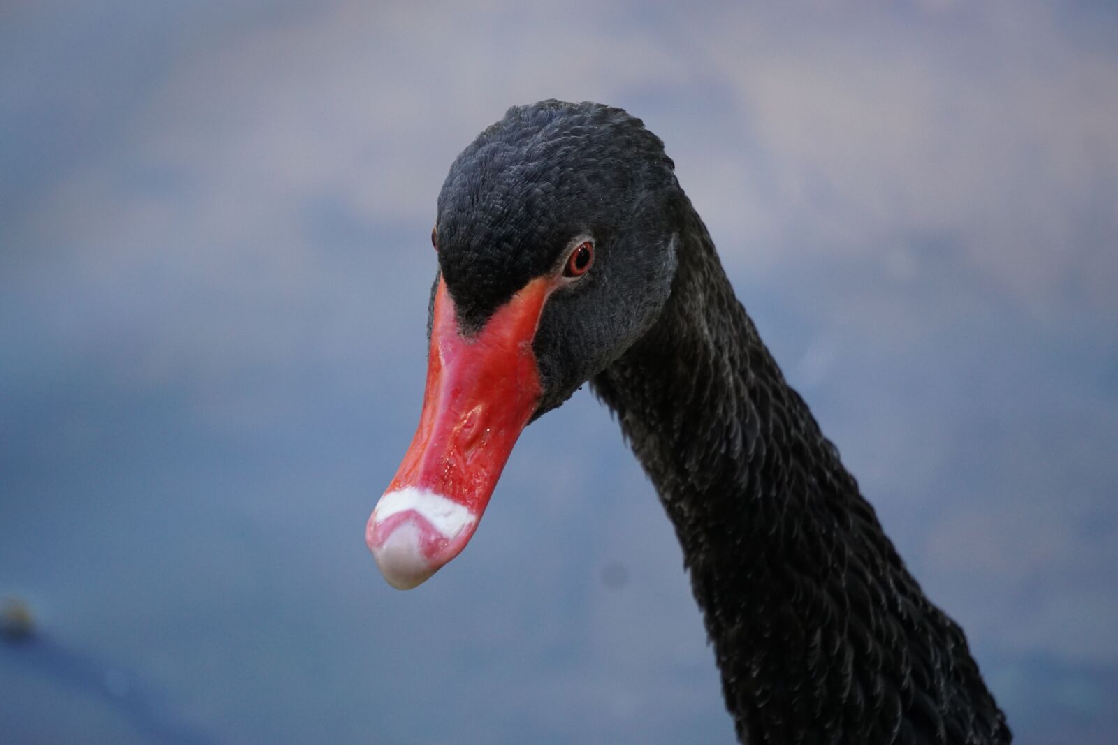 Sony a6000 sample photo. "Bird, beak, swan" photography