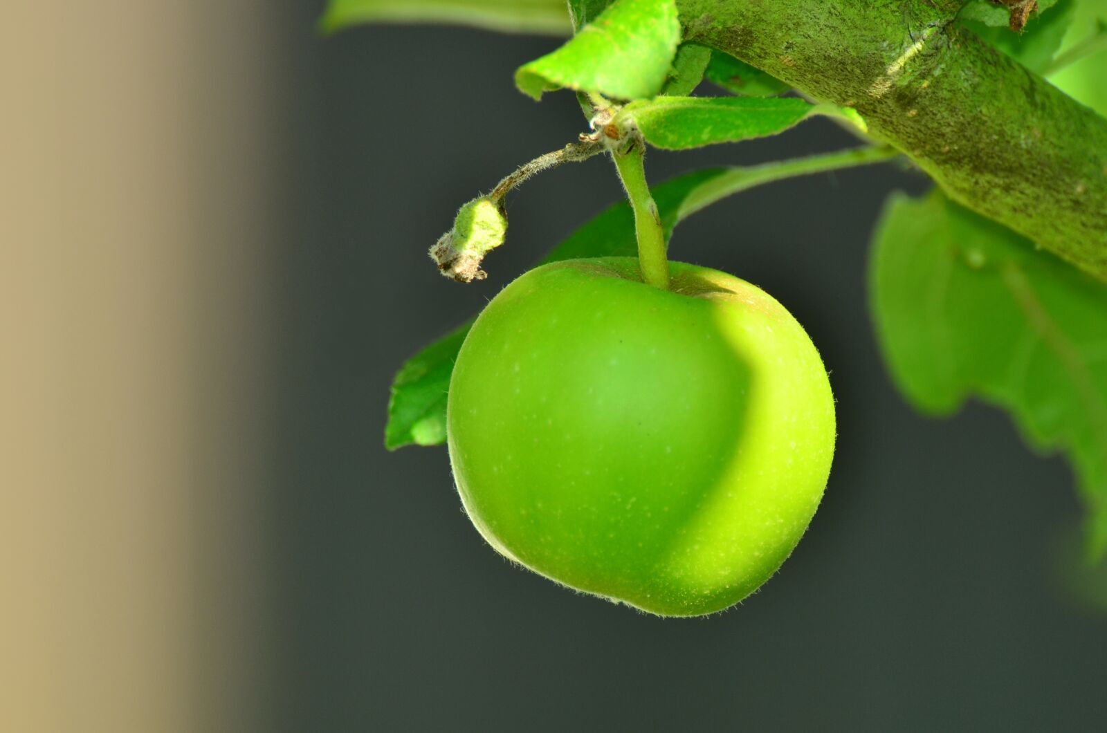 Nikon D5100 sample photo. Apple, green apple, tree photography