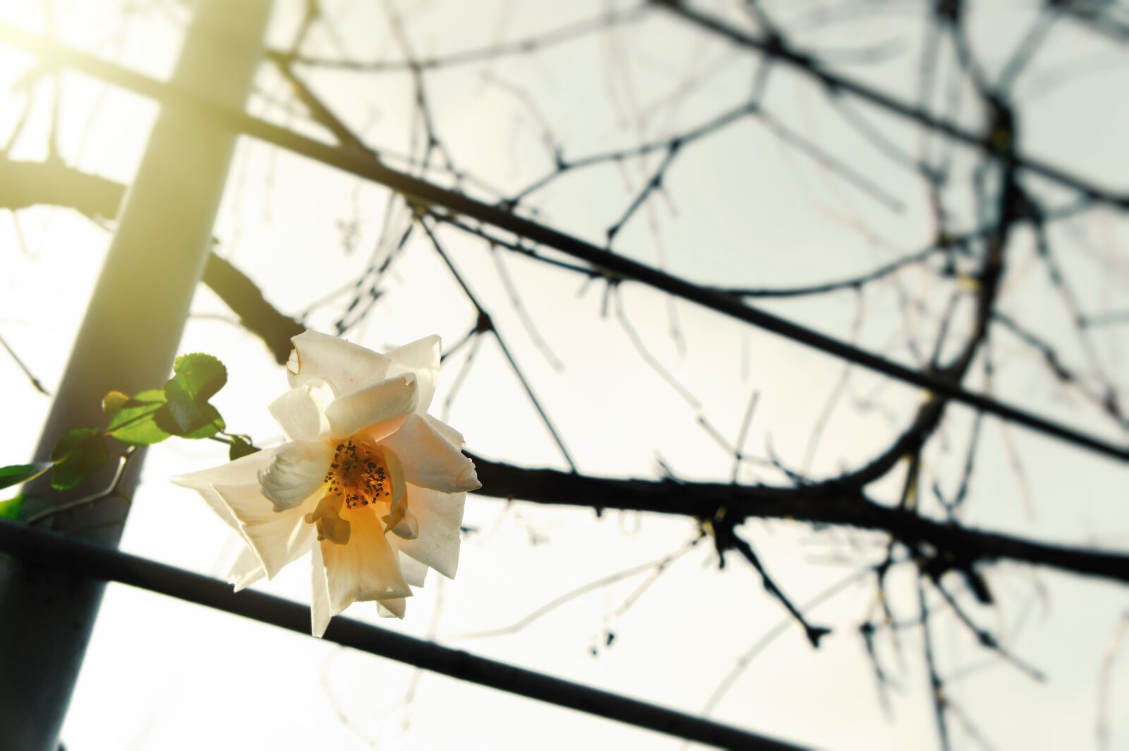 Sony Alpha NEX-3 sample photo. Flower, sun, evening photography