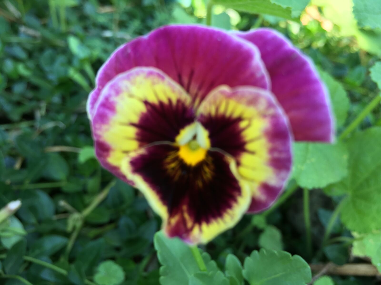 iPhone 6s back camera 4.15mm f/2.2 sample photo. Magenta, pansy photography