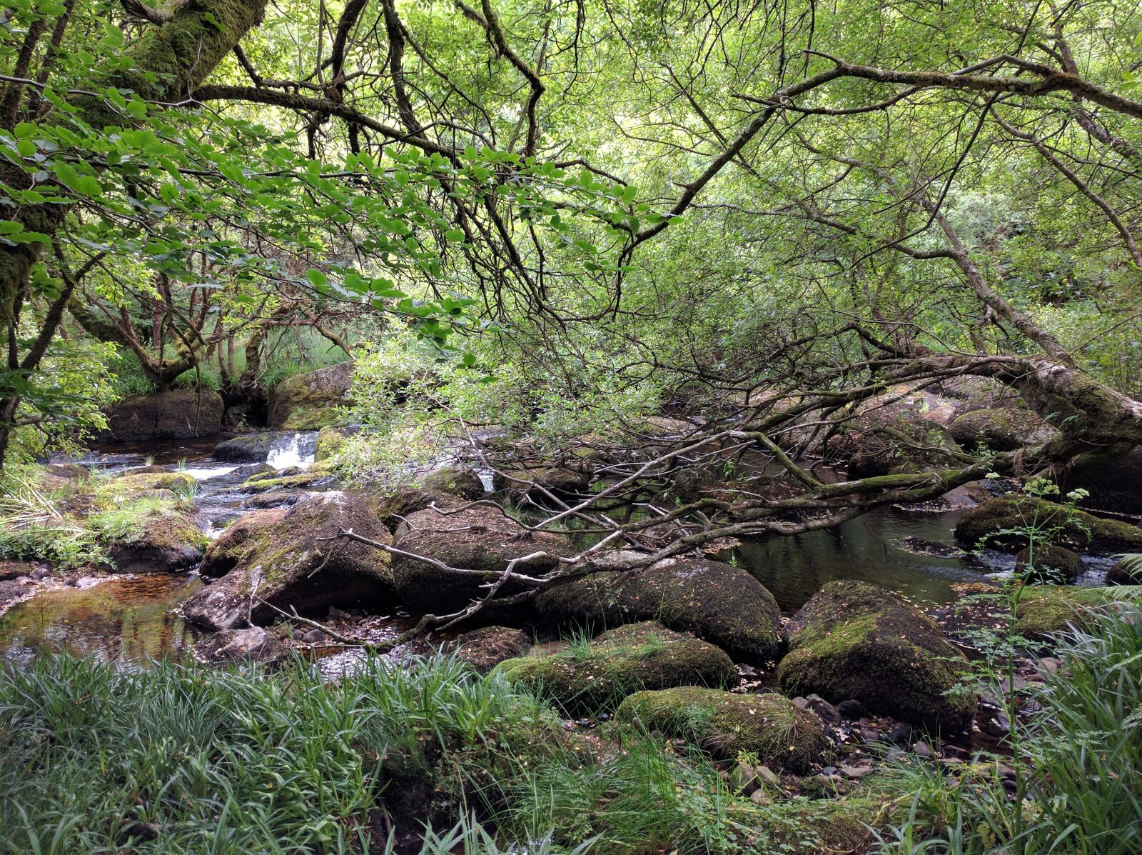 Google Nexus 6P sample photo. Woods, stream, woodland photography