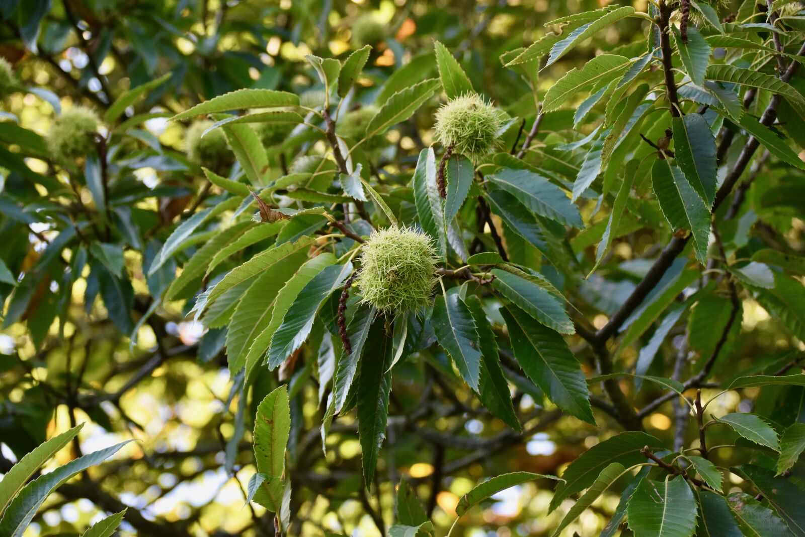 Nikon D5600 sample photo. Chestnut, chestnuts chestnut, chestnut photography