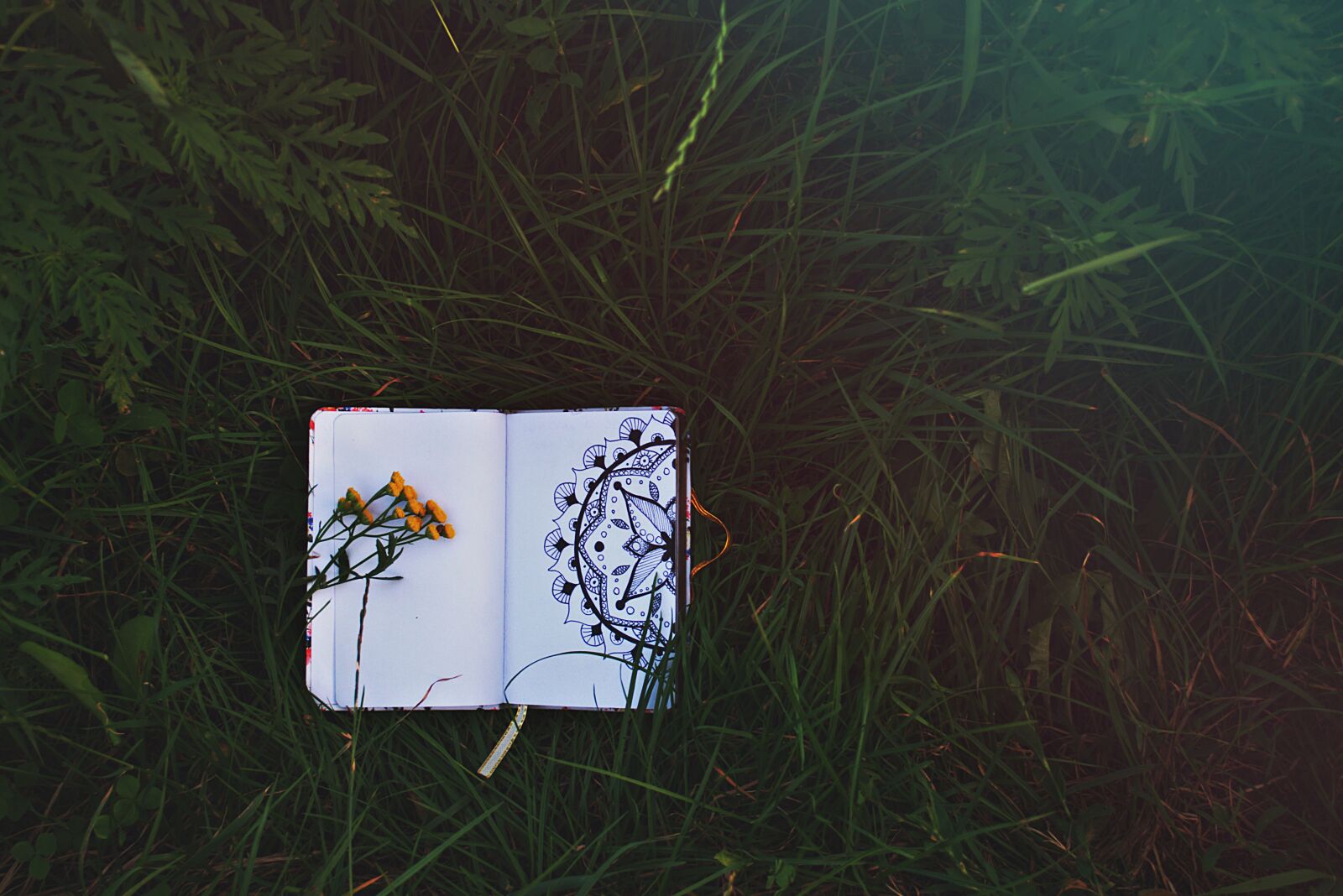 Nikon D3400 sample photo. Notebook, grass, flower photography