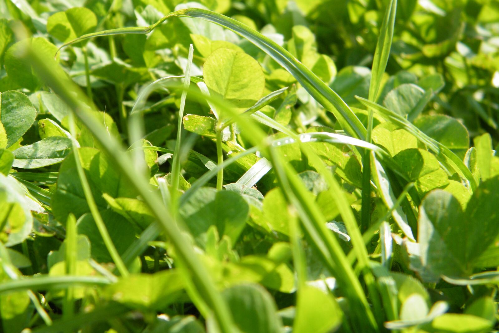 Fujifilm FinePix S2000HD sample photo. Green, spring, grass photography