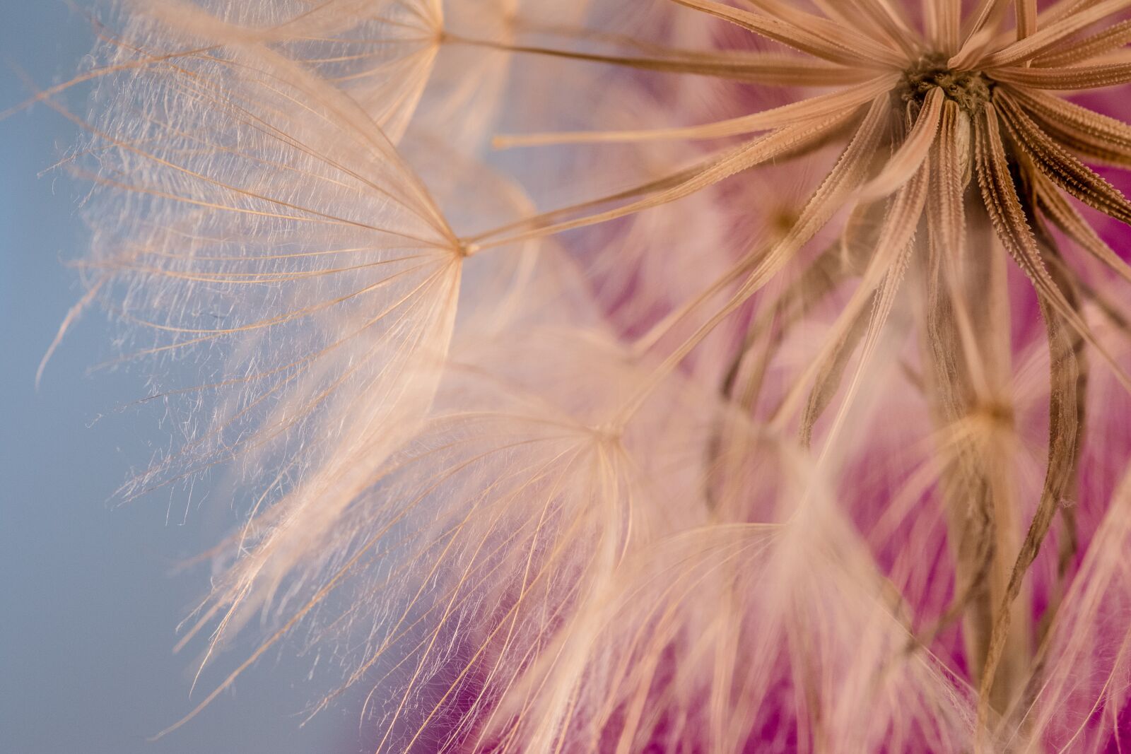 Canon EOS 7D Mark II sample photo. Macro, dandelion soft, flower photography