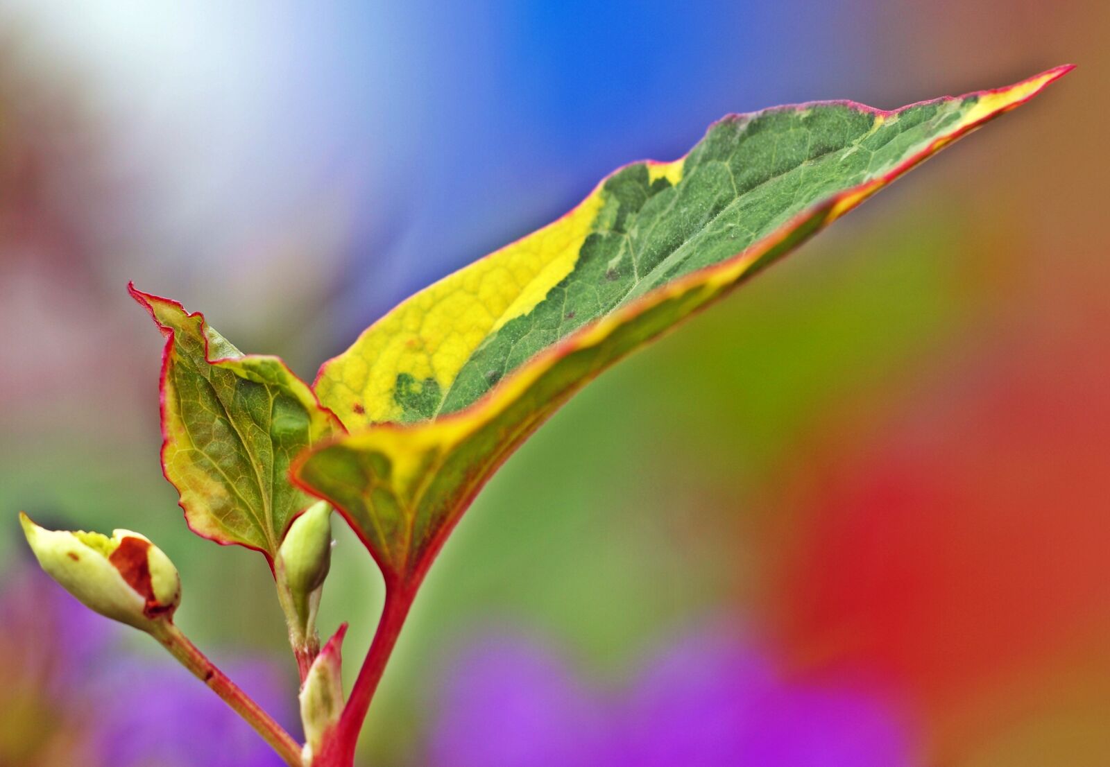 Olympus E-450 (EVOLT E-450) sample photo. Colorful leaf, ground cover photography