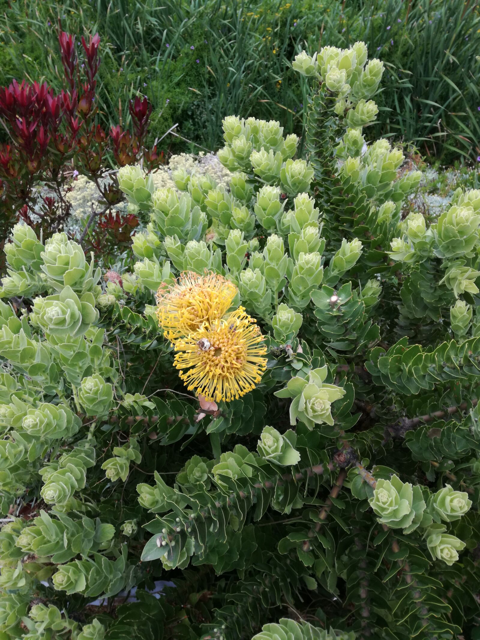 HUAWEI P9 LITE sample photo. Protea, fynbos, botany photography
