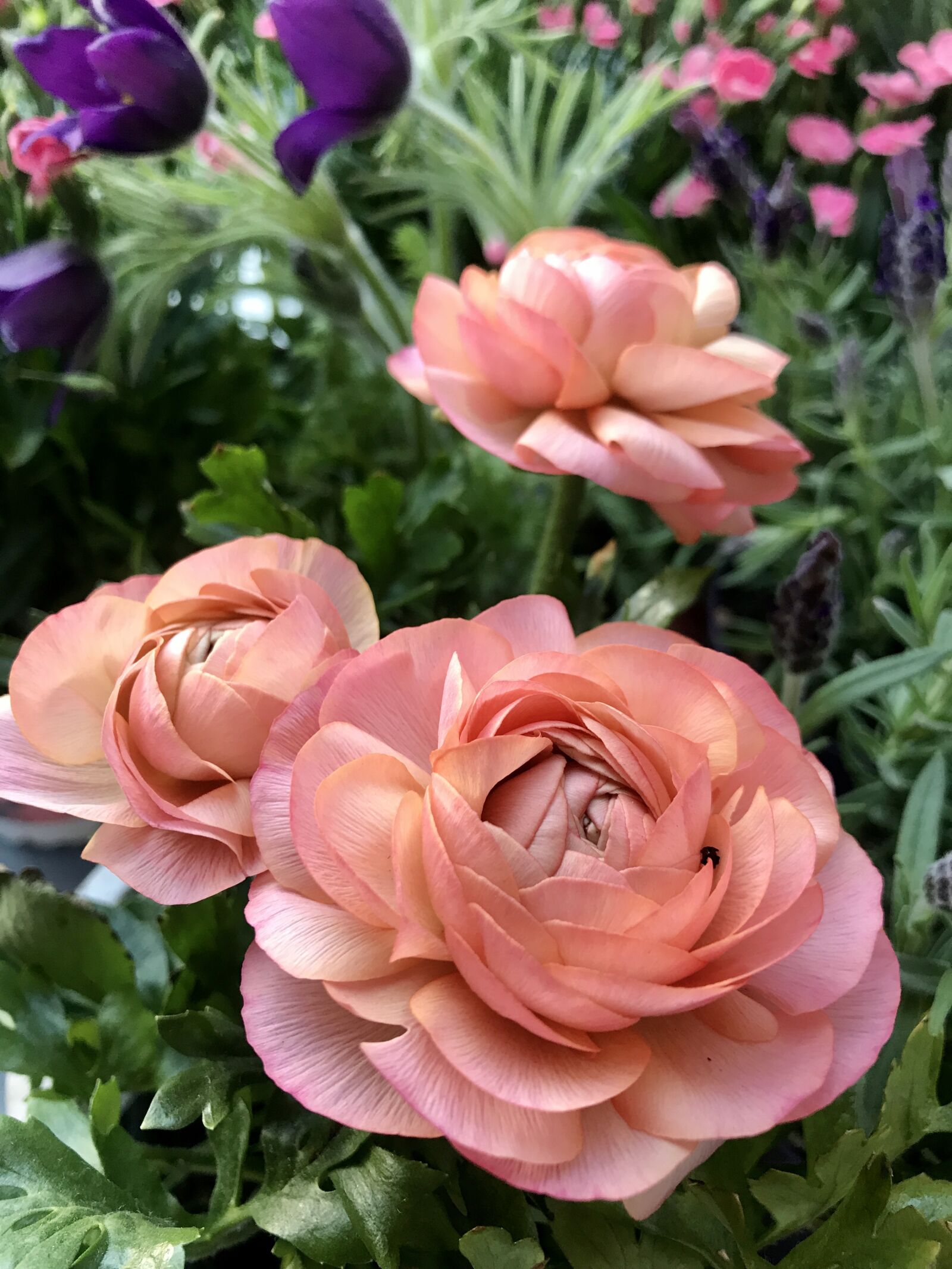 iPhone 7 back camera 3.99mm f/1.8 sample photo. Ranunkeln, flowers, spring flowers photography