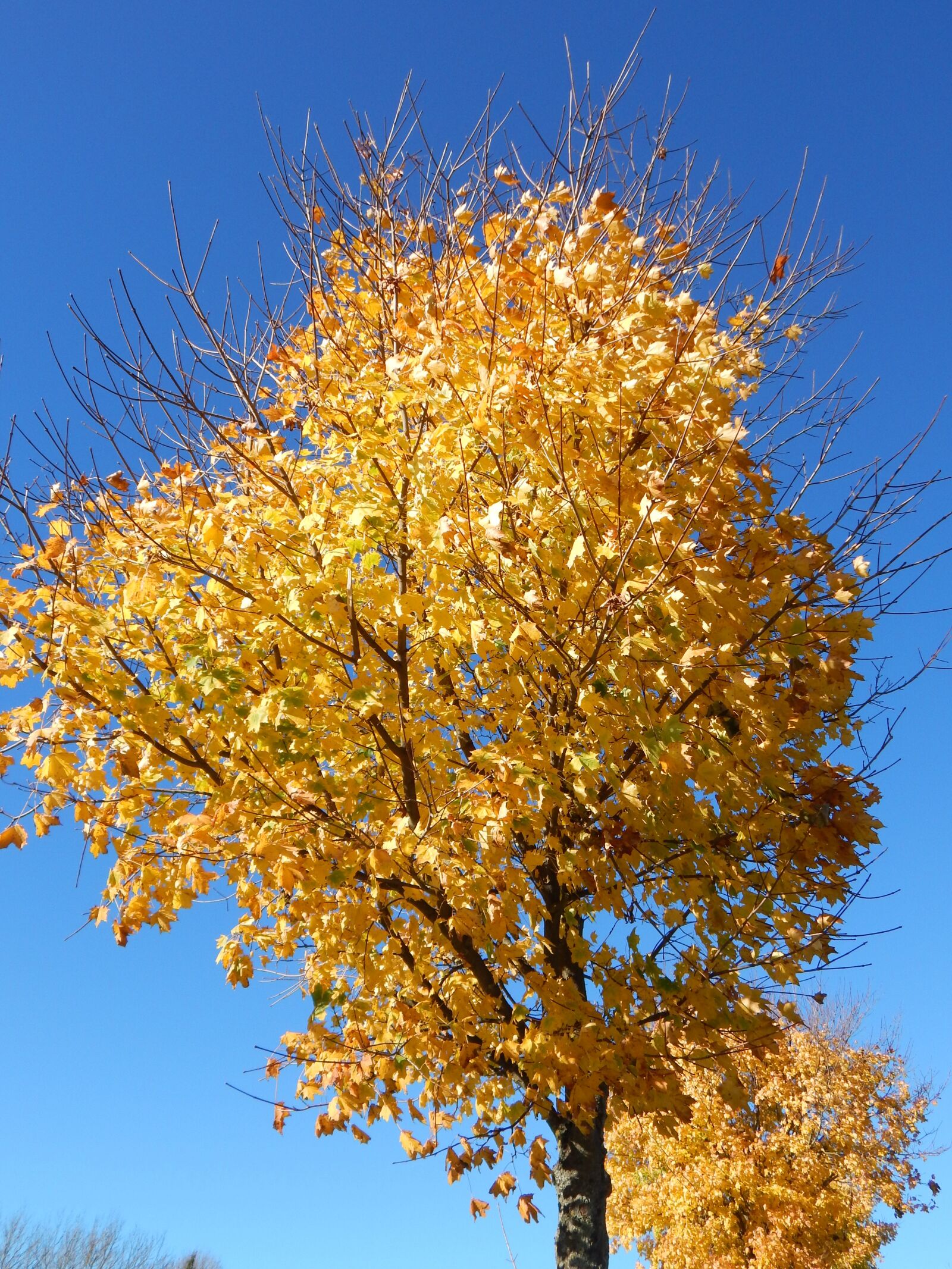 Nikon Coolpix L830 sample photo. Autumn, fall foliage, golden photography