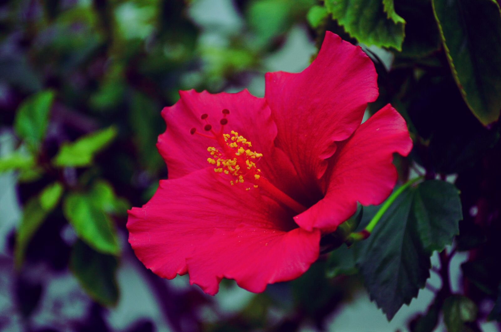 Nikon D5100 sample photo. Flower, colorful, nature photography