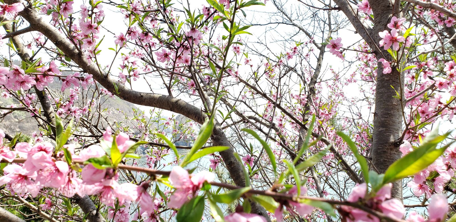Samsung Galaxy S9+ sample photo. Dalian, flowers, spring photography