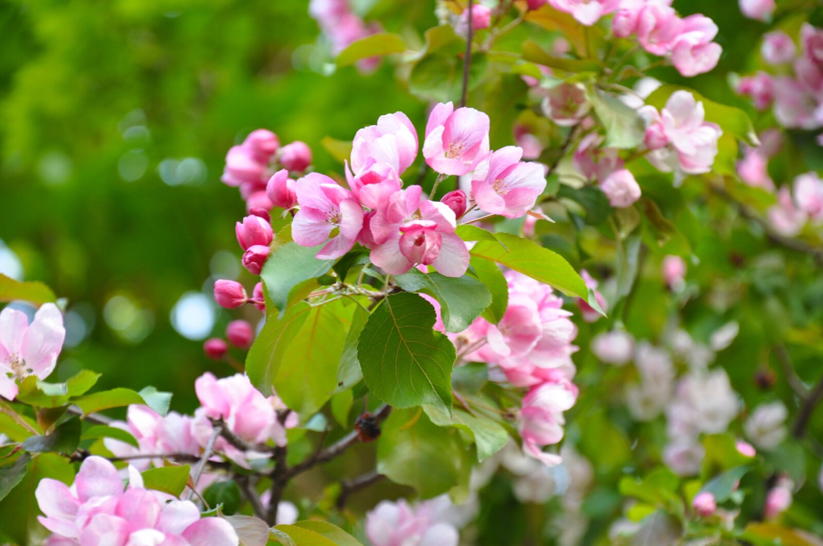 Nikon D90 sample photo. Spring, bloom, flowers photography