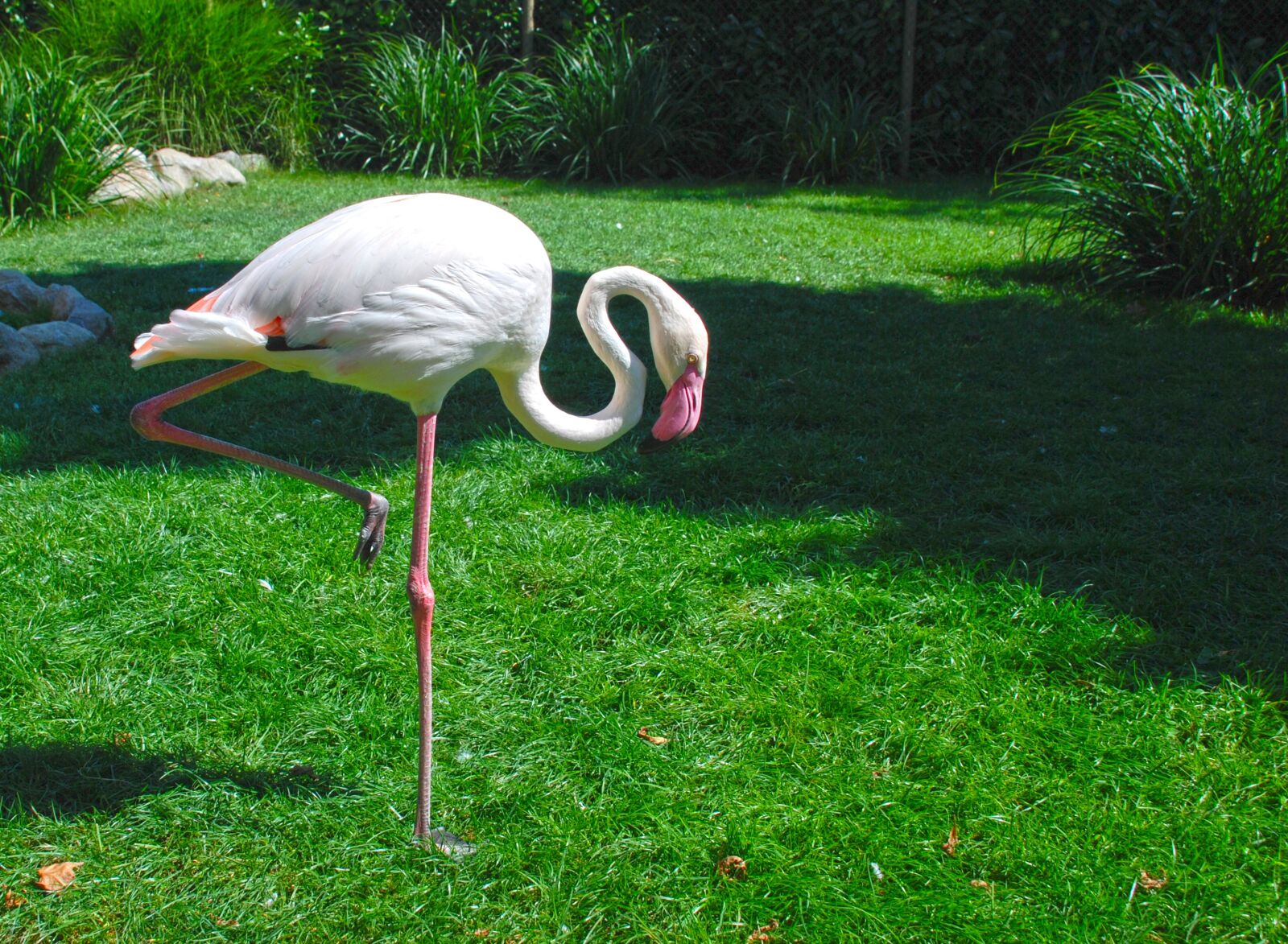 Nikon D80 sample photo. Animals, wild, pink flamingo photography