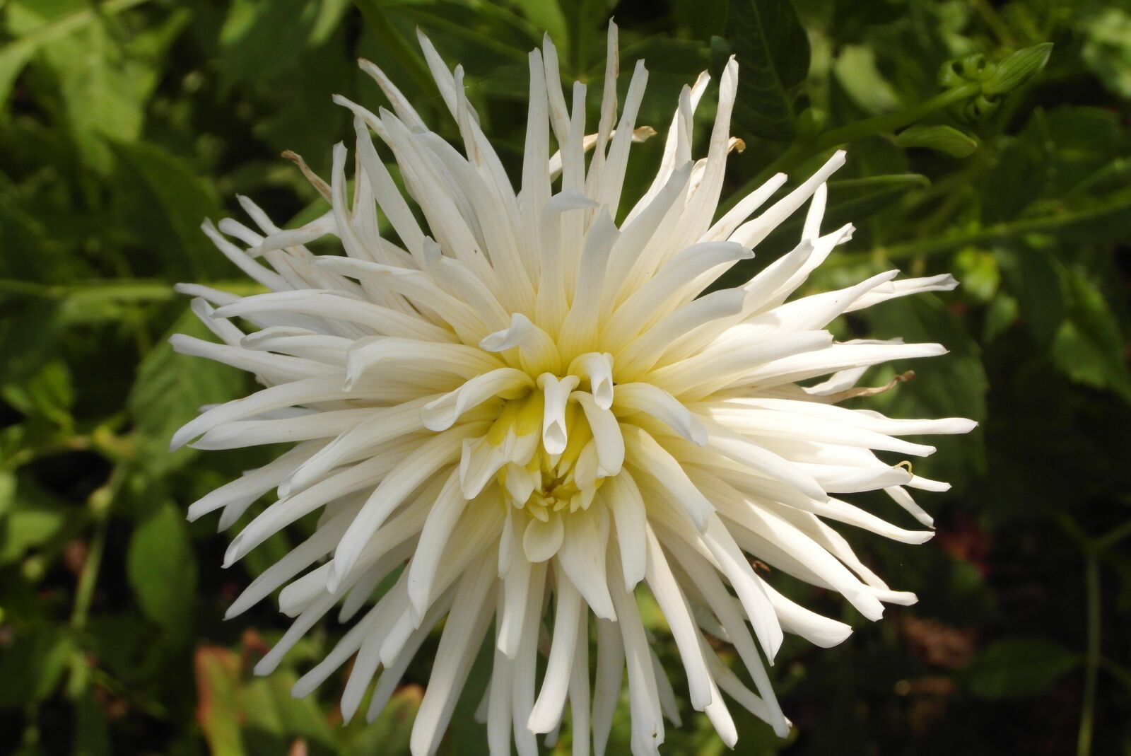 Samsung WB750 sample photo. Dalia, flower, garden photography
