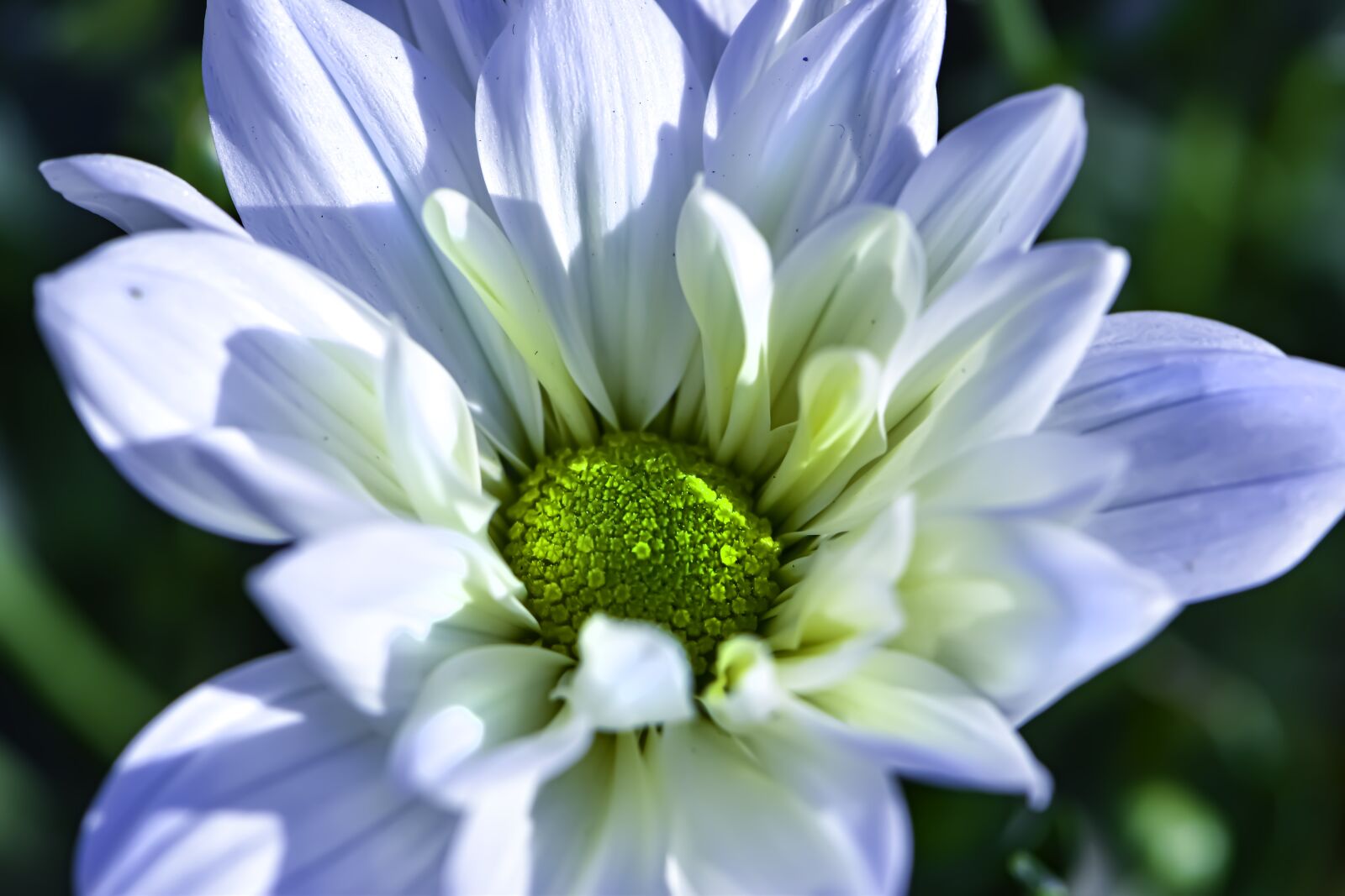 Nikon D5600 sample photo. Flower, life, blossom photography