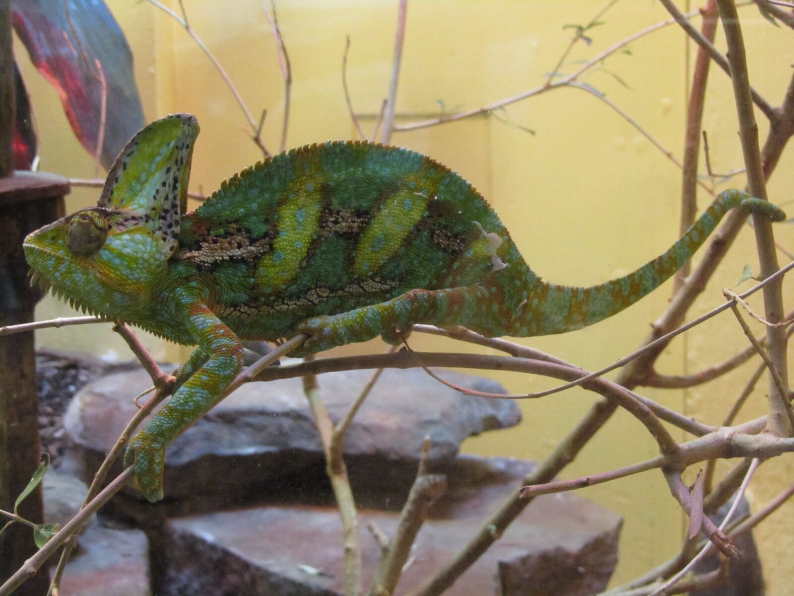 Canon PowerShot SX210 IS sample photo. Chameleon, lizard, green photography