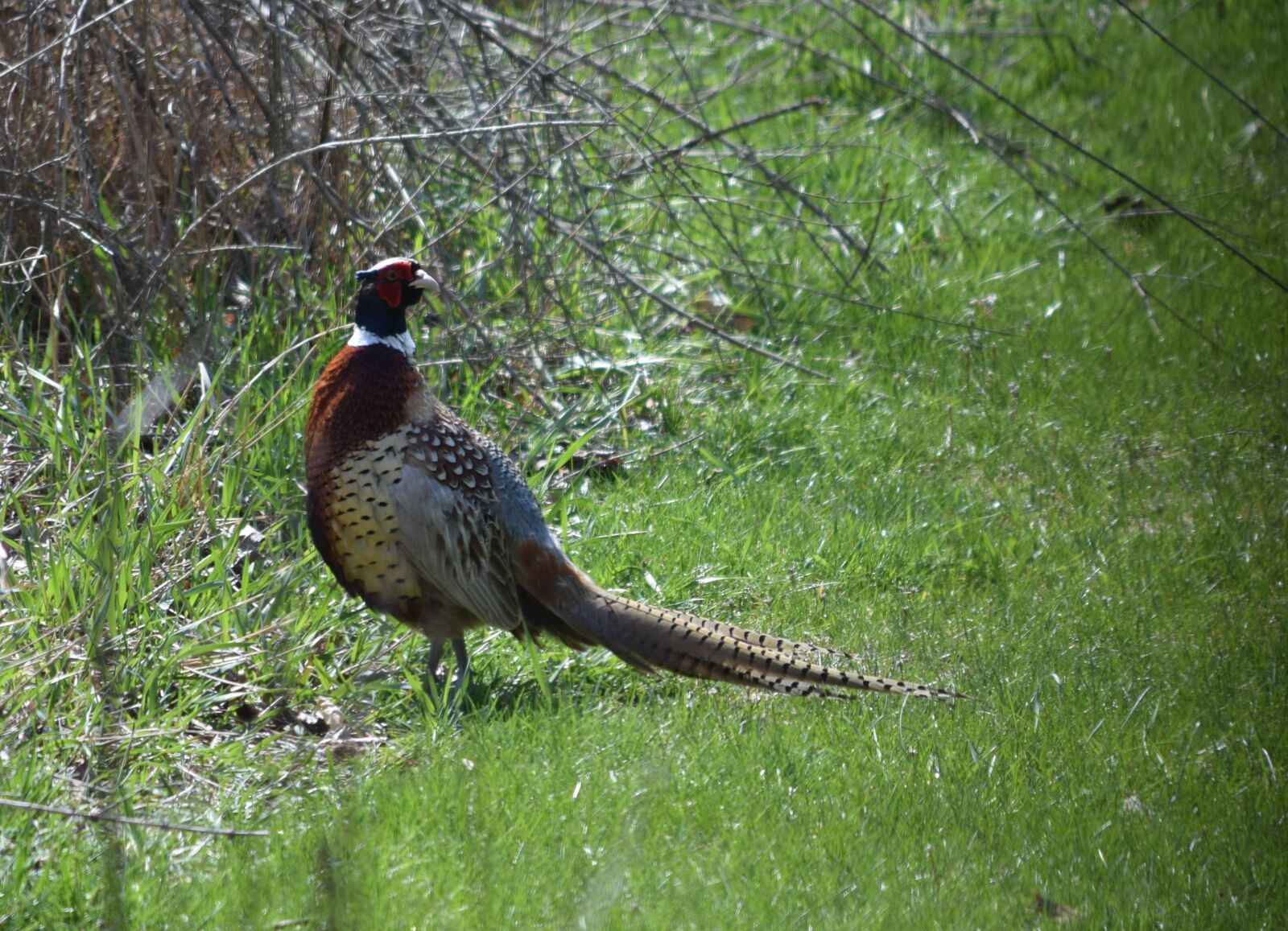 Nikon D5300 sample photo. Pheasant, ring-necked, feathers photography