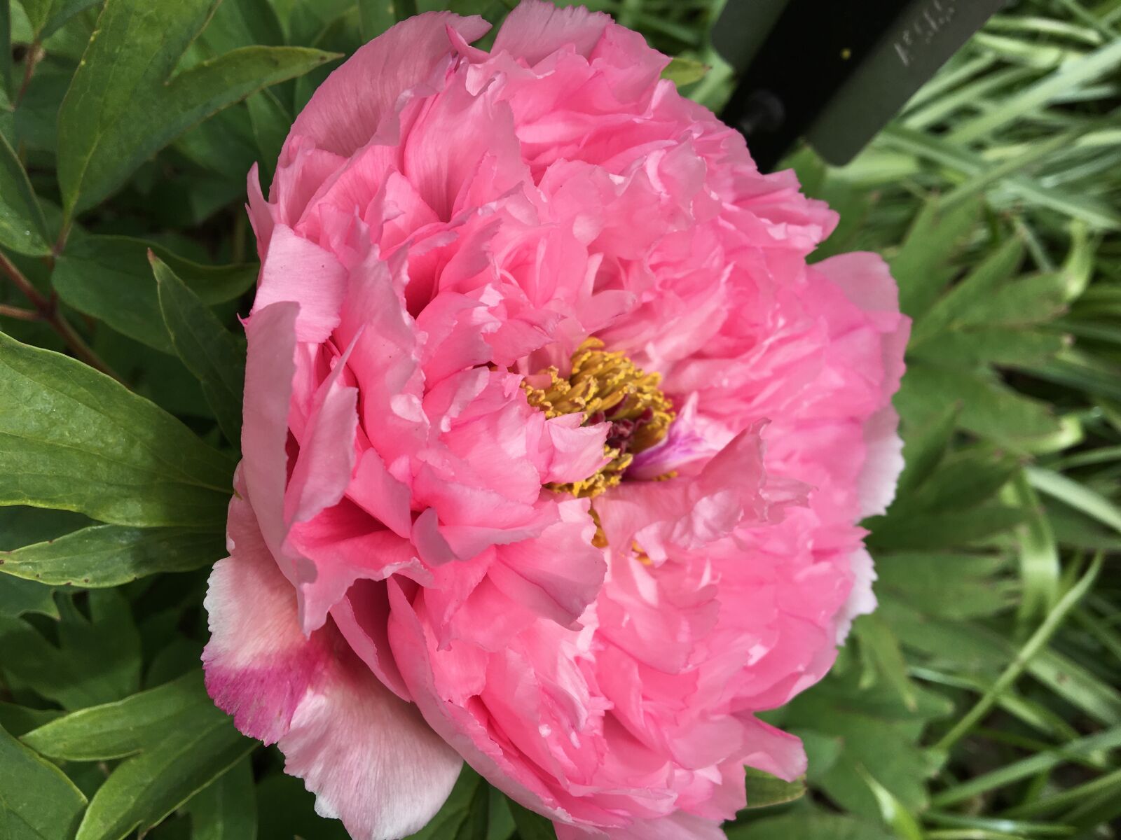 Apple iPhone 6s sample photo. Peony, pink, flower photography