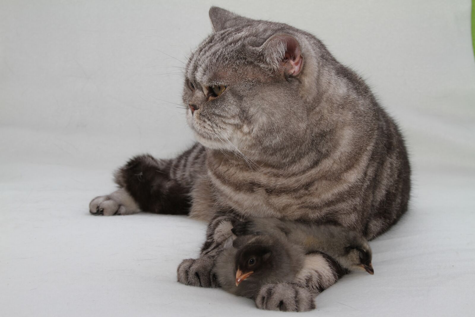 Canon EOS 7D sample photo. Easter, bhk, british shorthair photography