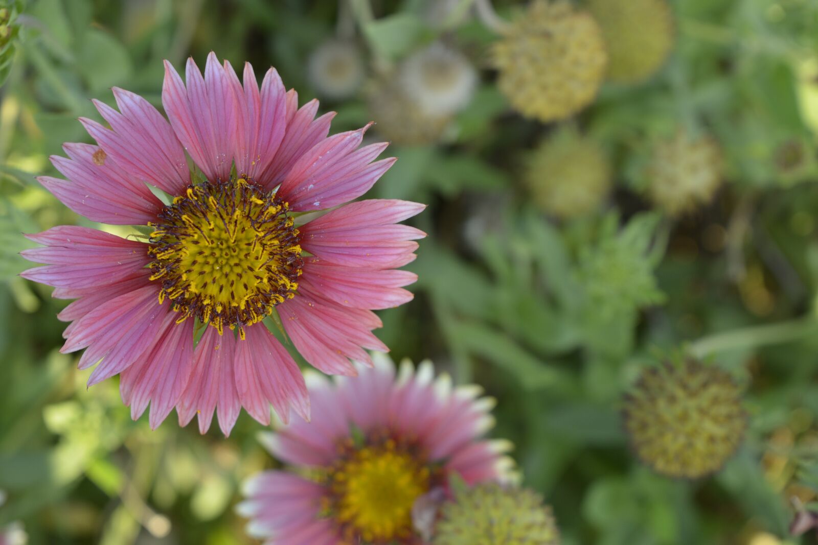 Nikon D5200 sample photo. Violet flowers, flower, macro photography
