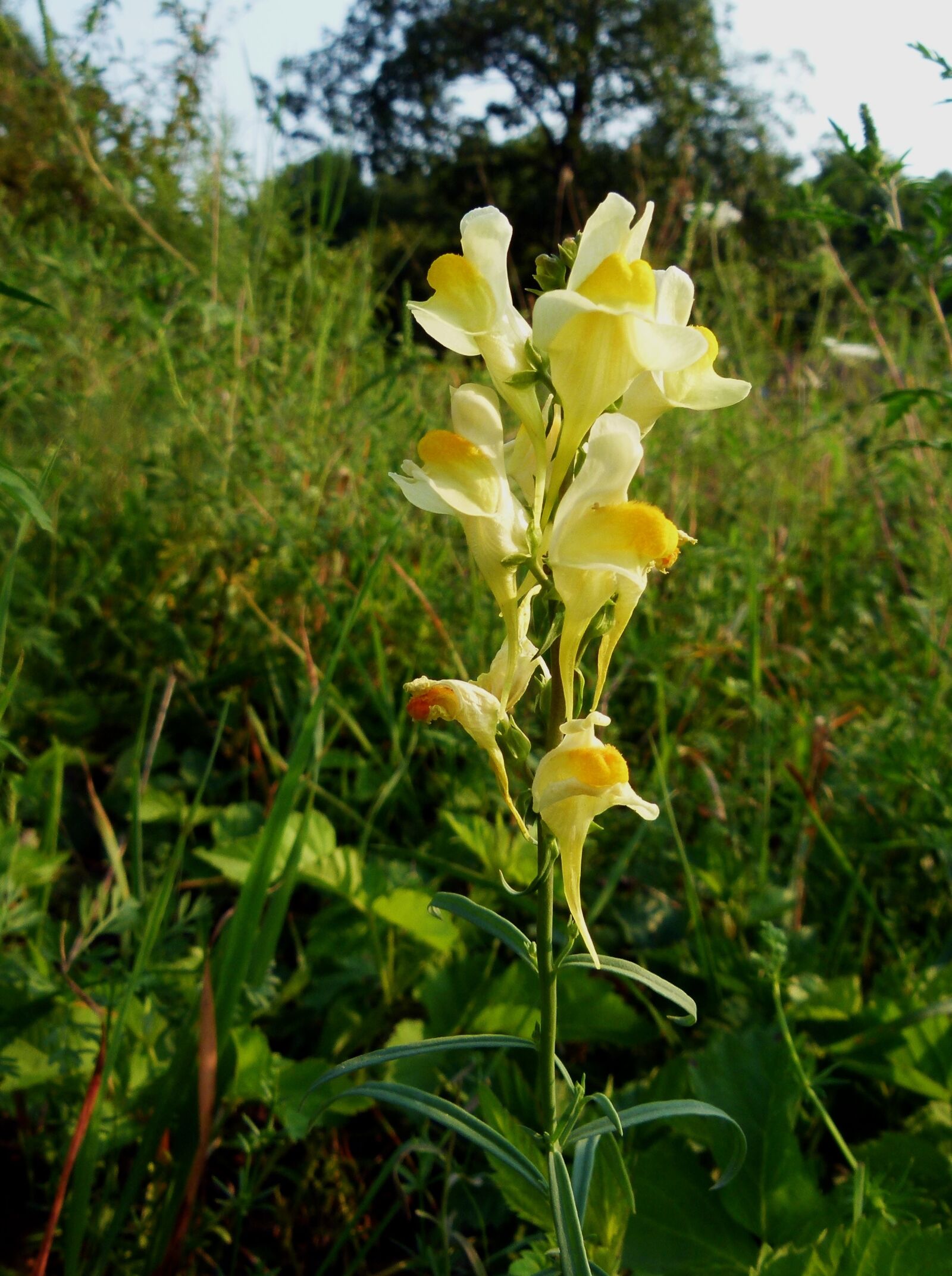 Panasonic Lumix DMC-FZ100 sample photo. Linaria vulgaris, butter and photography