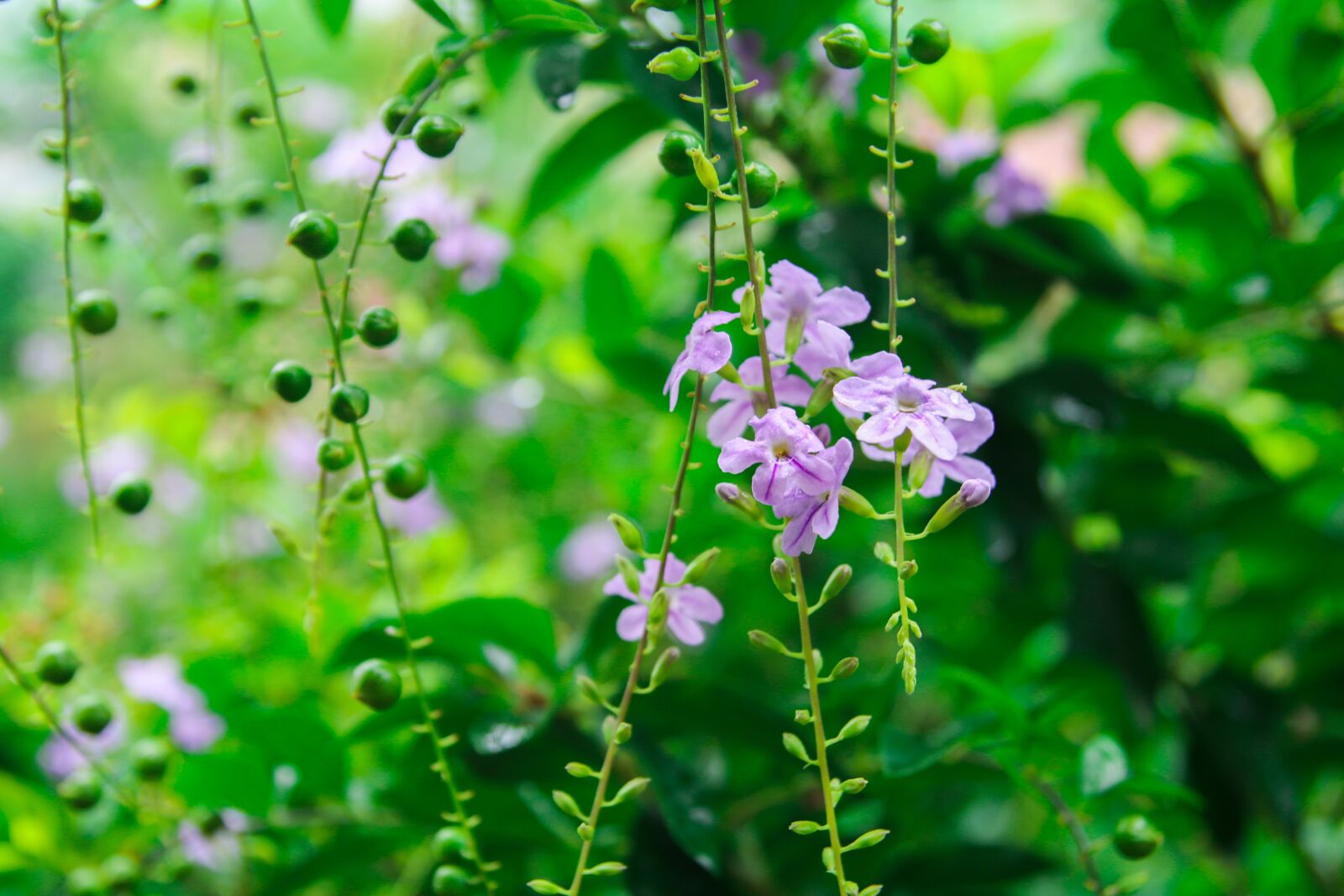 Canon EOS 70D sample photo. Flower, green, nature photography