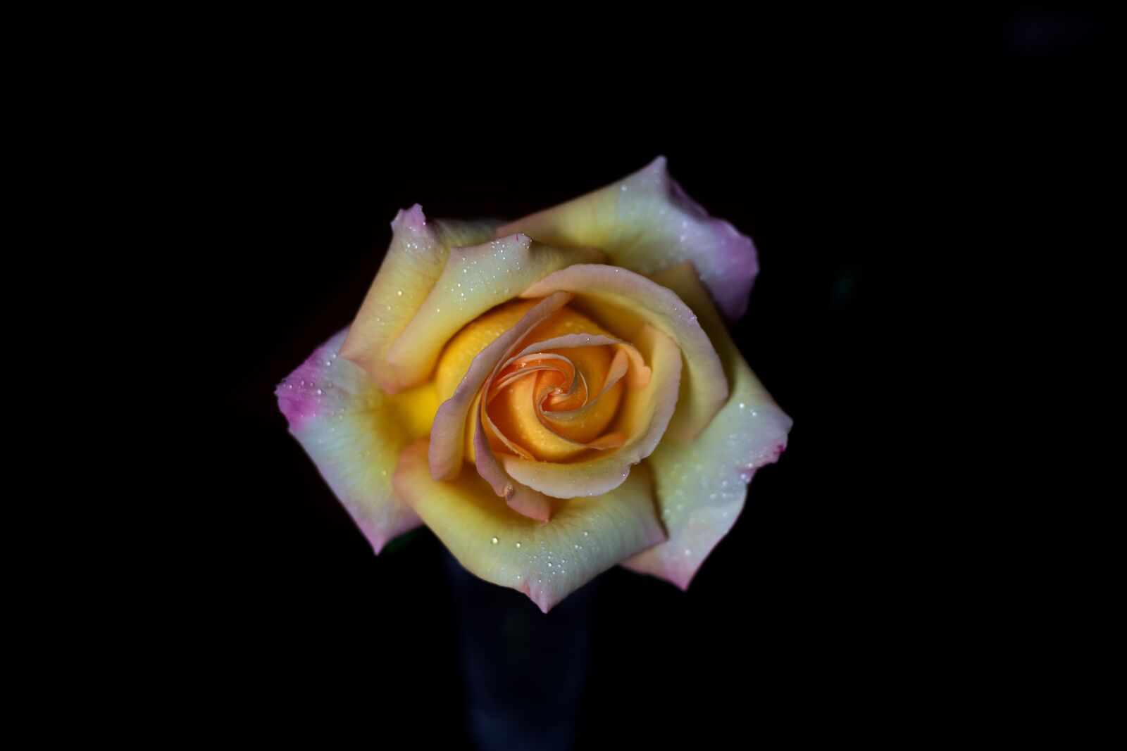 Canon EOS 5D Mark III sample photo. Flower, rose, white photography