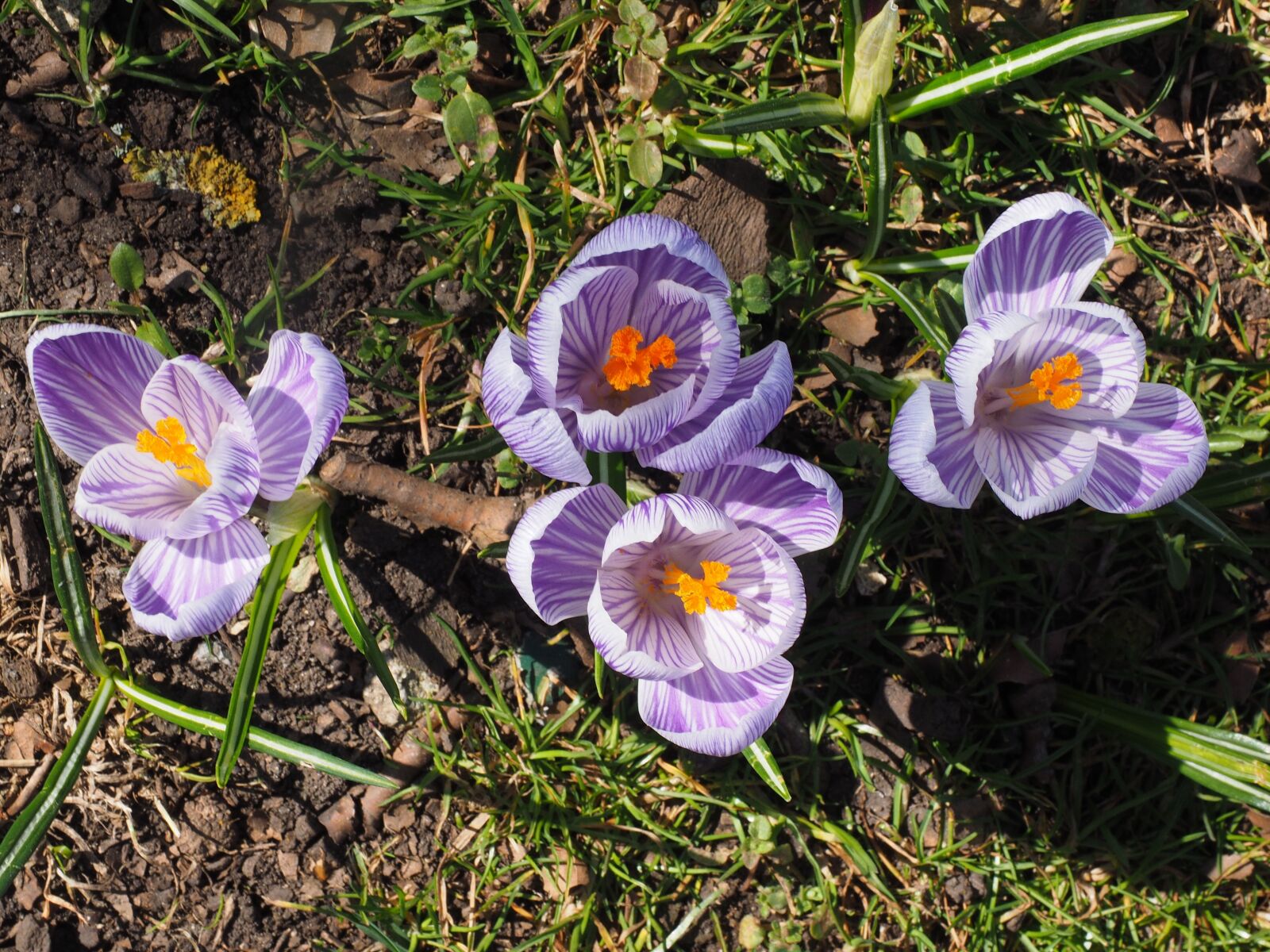 Olympus OM-D E-M1 + Olympus M.Zuiko Digital ED 12-40mm F2.8 Pro sample photo. Crocus, flower, spring photography