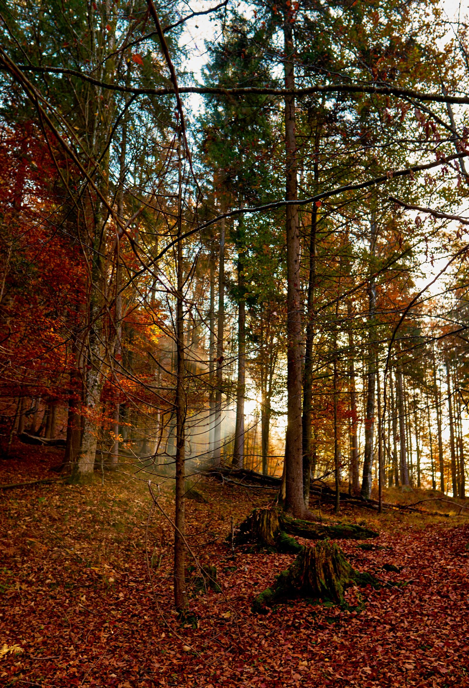 Sony a6300 + Sigma 16mm F1.4 DC DN | C sample photo. Forest, hagertal, nature photography