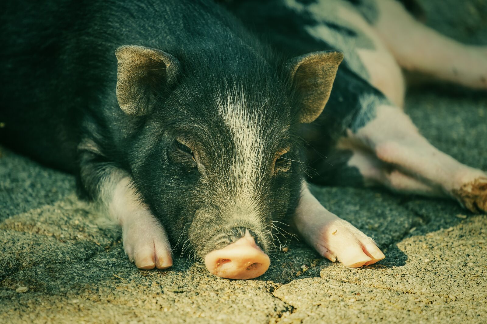 Fujifilm XF 55-200mm F3.5-4.8 R LM OIS sample photo. Pot bellied pig, pig photography