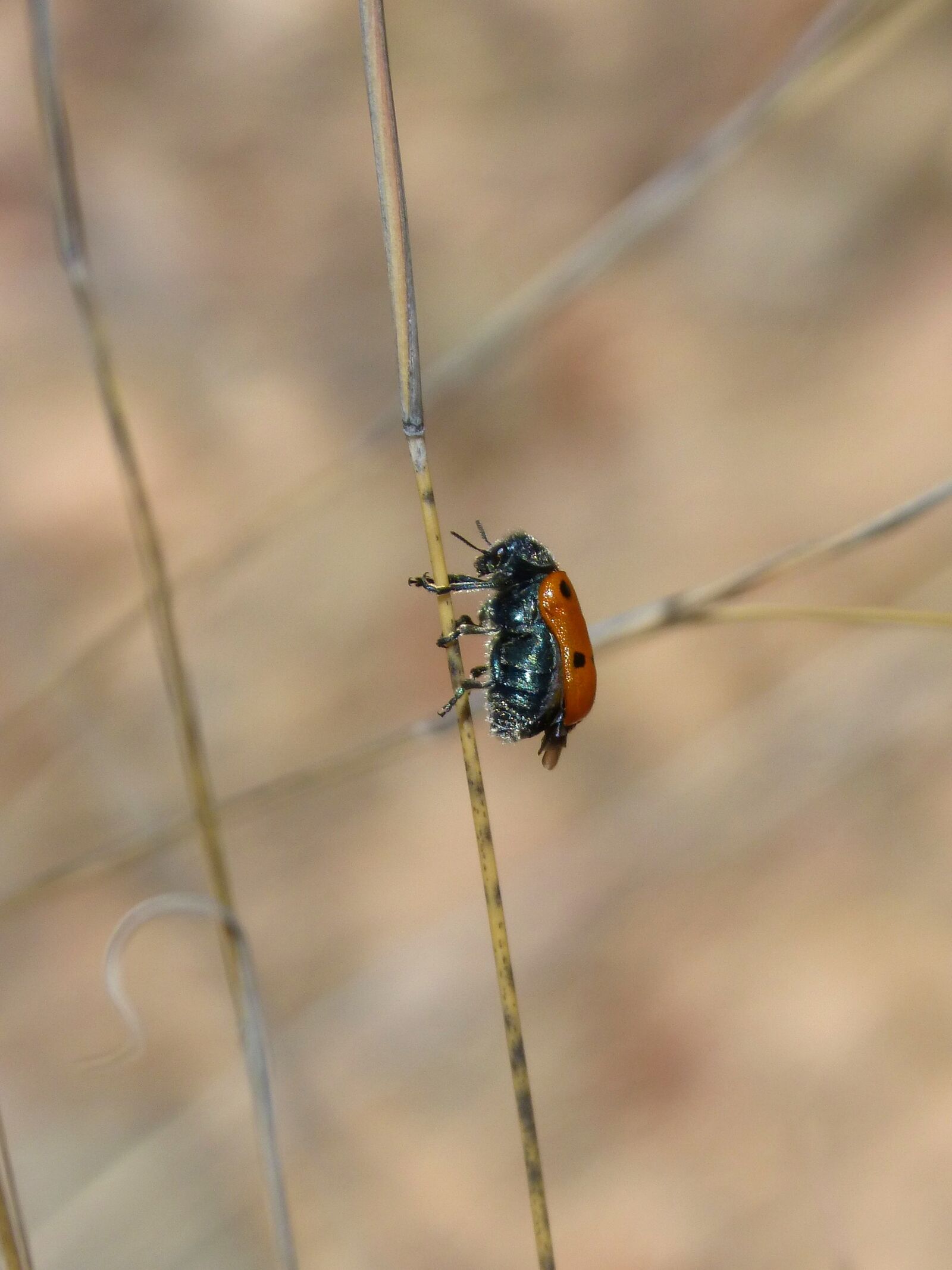 Panasonic DMC-FZ62 sample photo. Mylabris quadripunctata, ladybug, beetle photography