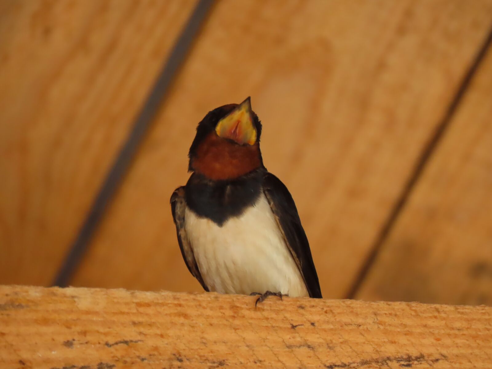 Canon PowerShot SX70 HS sample photo. Swallow, bird, animal photography