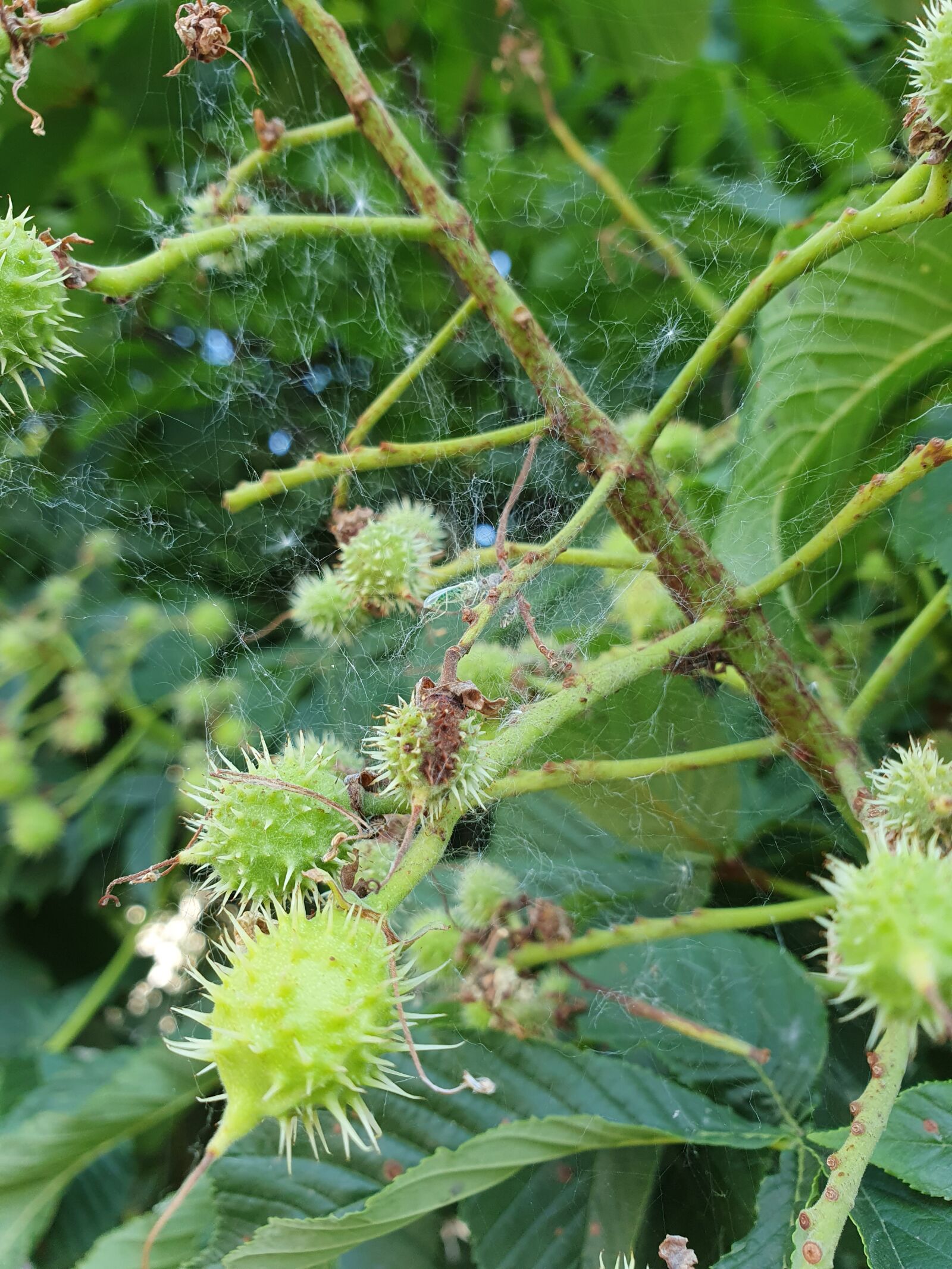 Samsung Galaxy S10 sample photo. Chestnut, spider web, needle photography