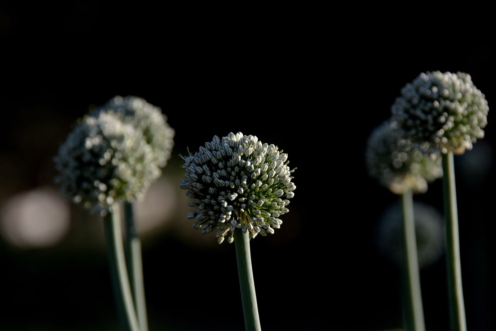 Nikon D5200 sample photo. Plant, onion, flower photography