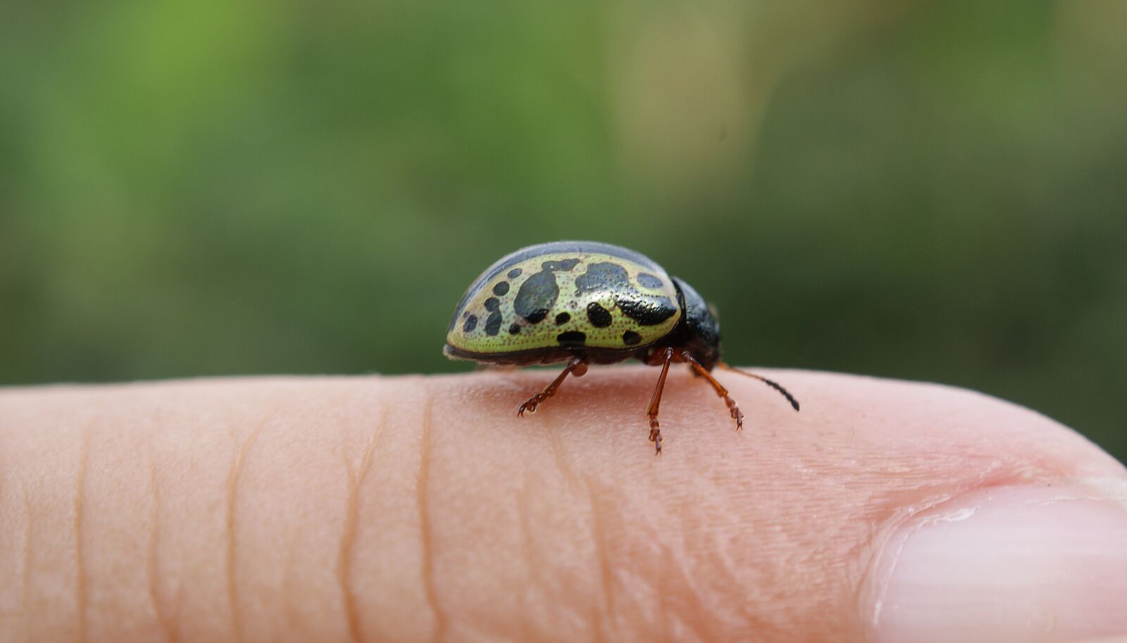Sony Alpha DSLR-A390 sample photo. Nature, insect, ladybug photography