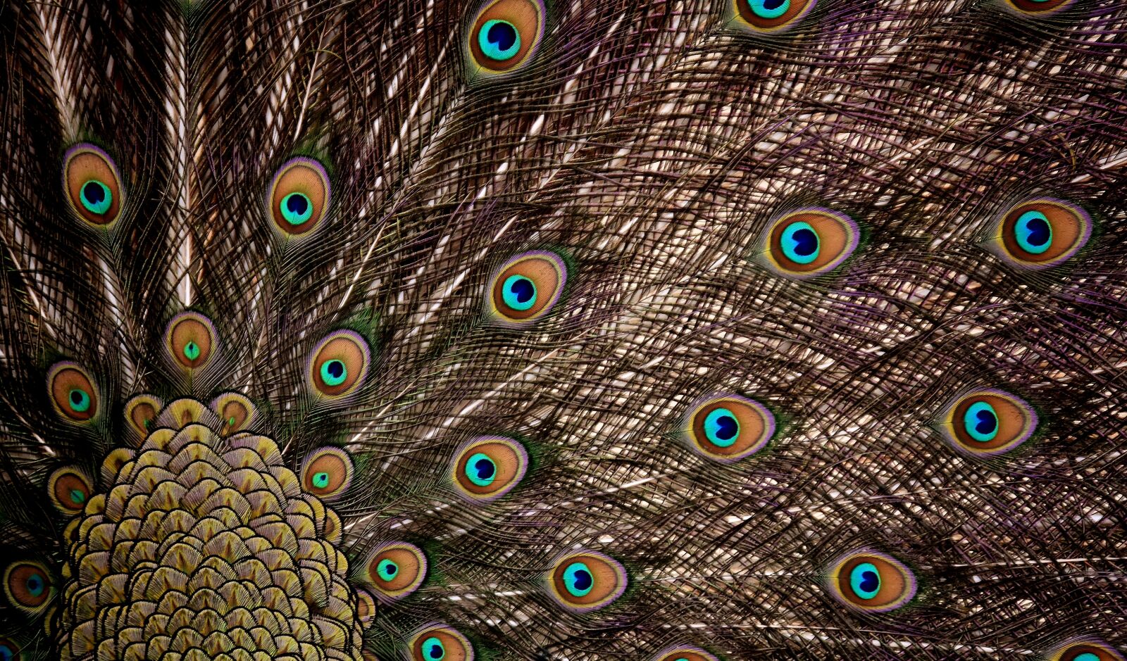 Nikon D7200 sample photo. Peacock feathers, wheel, plumage photography