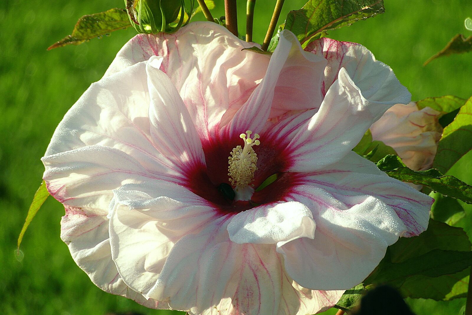 Samsung WB750 sample photo. Hibiscus, hibiscus syriacus, bird's photography