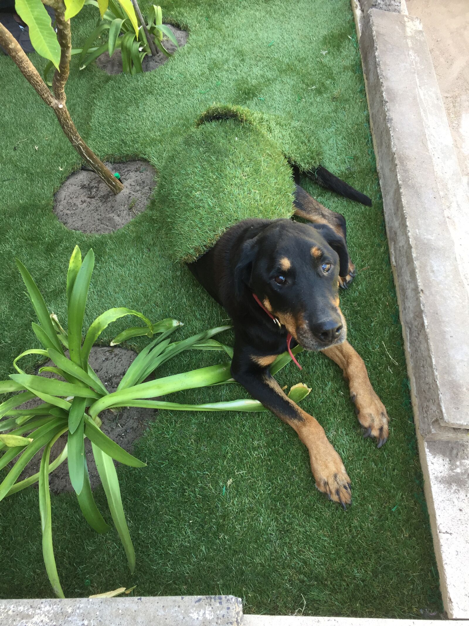 iPhone 6 back camera 4.15mm f/2.2 sample photo. Dog, rottweiler, pet photography