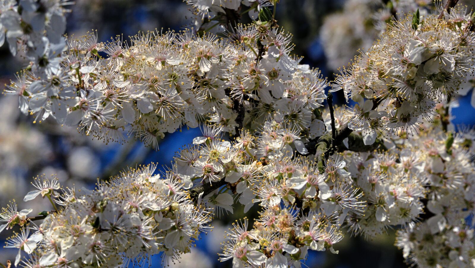 Panasonic Lumix DMC-FZ1000 sample photo. Plum, plum flower, spring photography