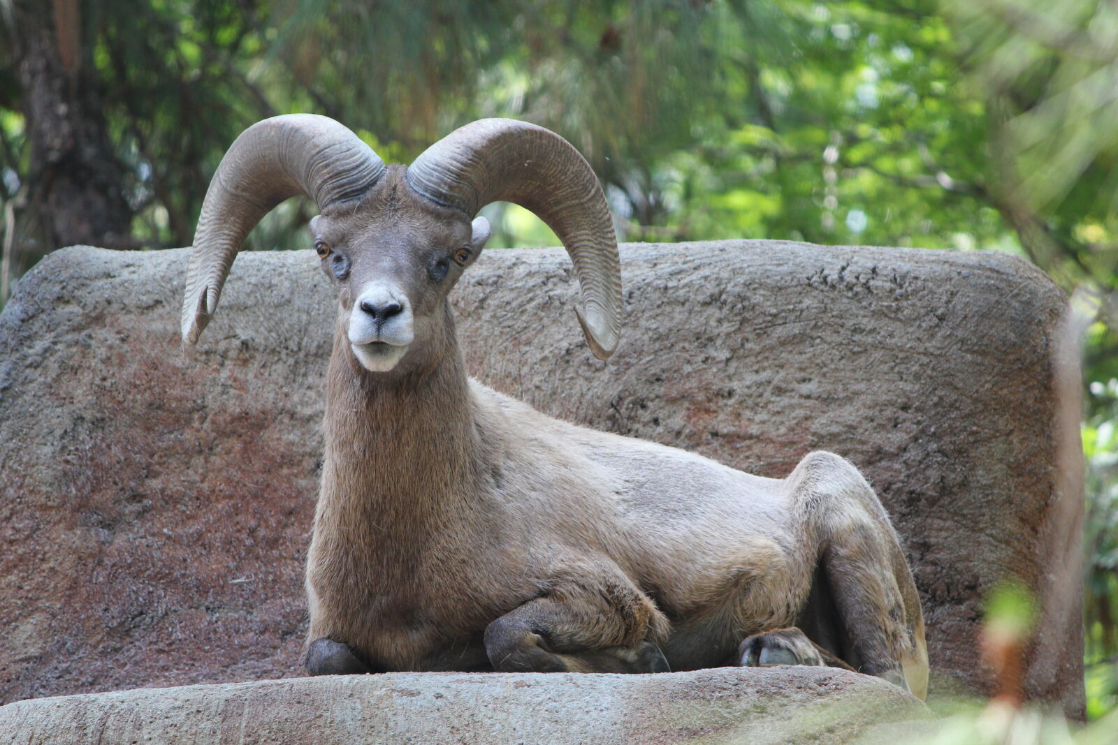 Canon EF-S 55-250mm F4-5.6 IS sample photo. Portrait, of, sheep photography