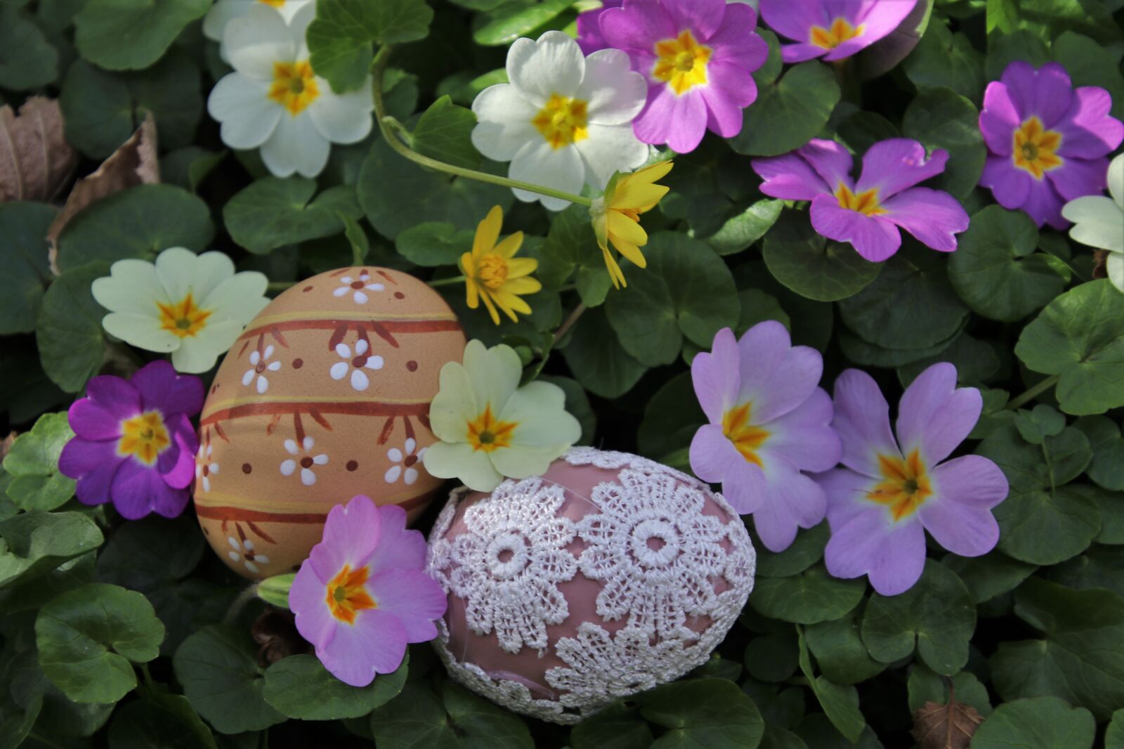 Canon EOS 80D sample photo. Spring flowers, prymule, easter photography